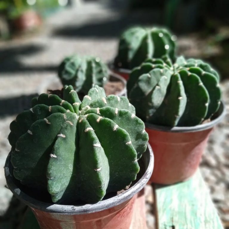 342365602 545195534429839 6428442853718178357 n.webp 768x768