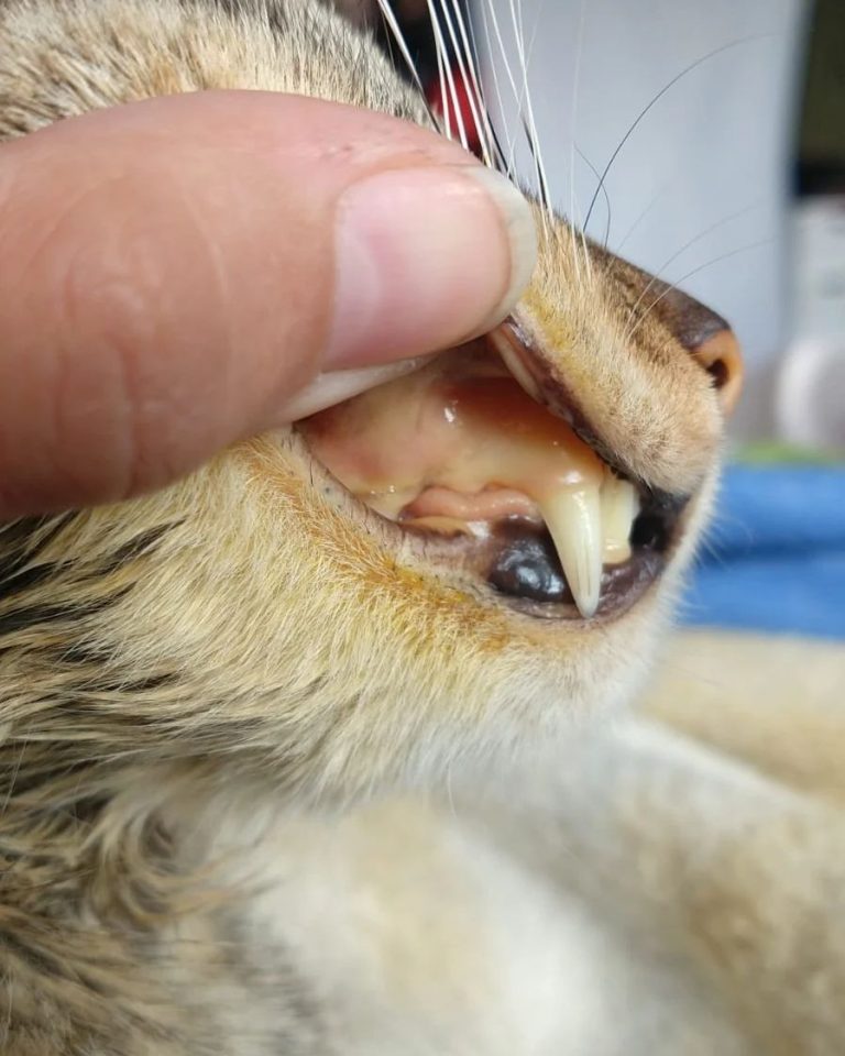 376815360 183431061368295 8981041344746627255 n.webp 768x960