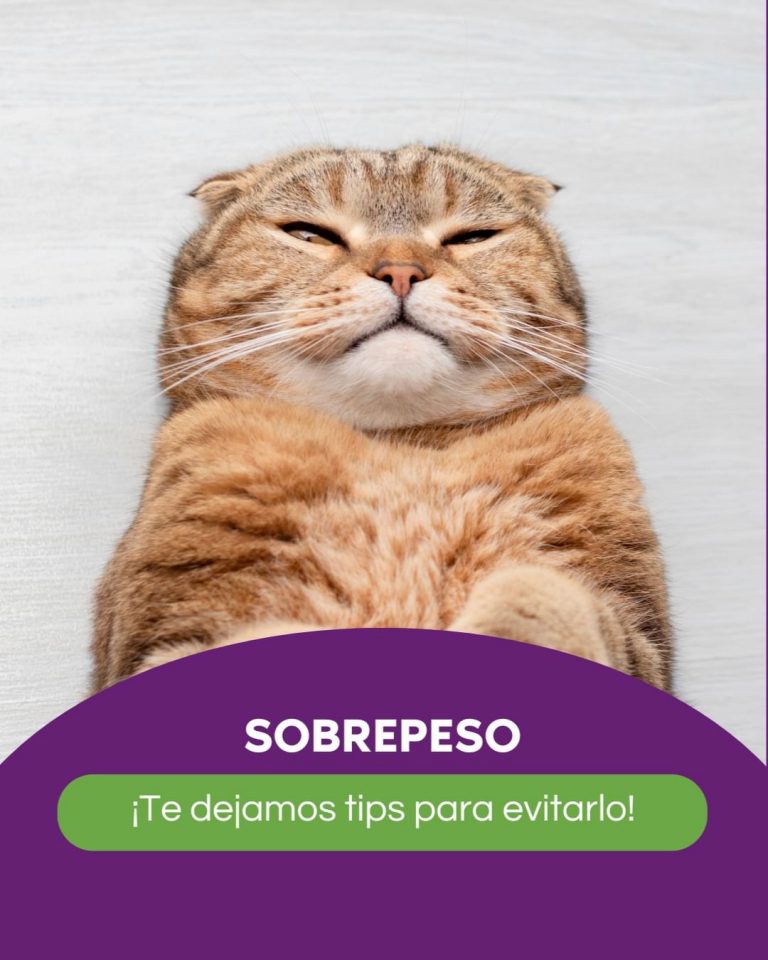 458511637 122140284710289495 1572609093416768271 n 768x960