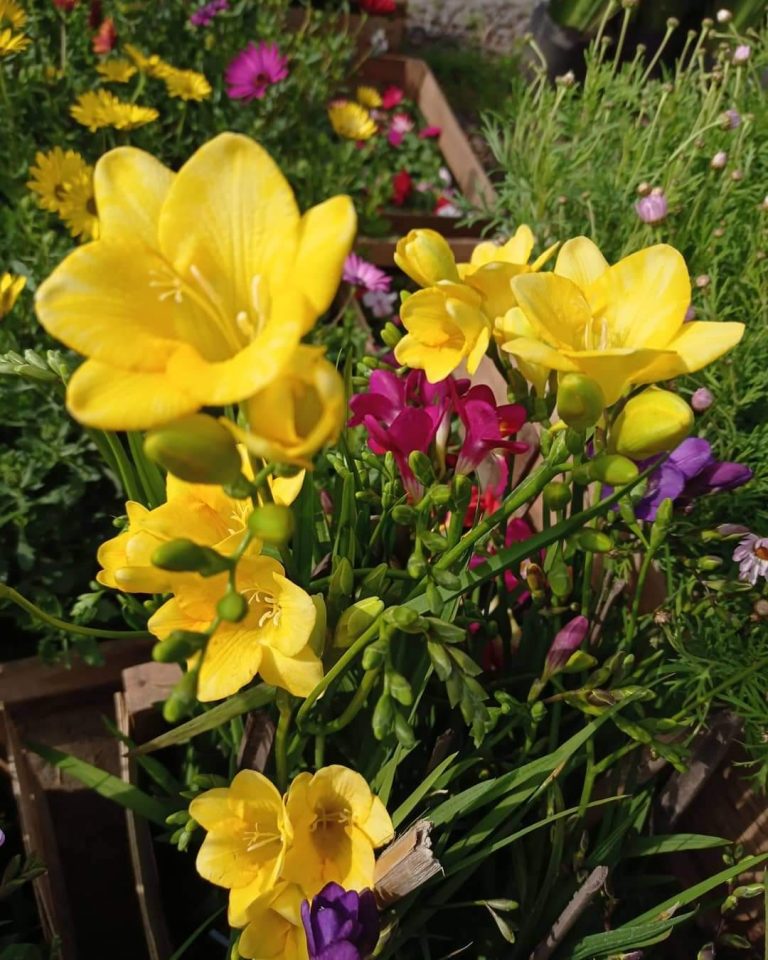 FB IMG 1729347953026 768x960