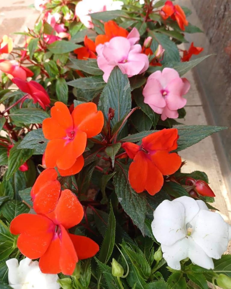 FB IMG 1729347957470 768x960