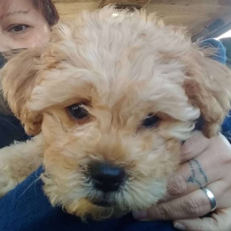 IMG 20200729 174017 933 768x768