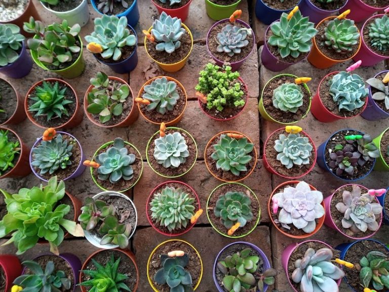 IMG 20210910 101455 281 768x576