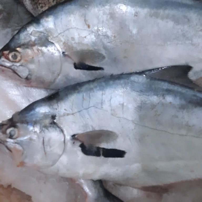 378991947 1640135529803881 1319311252729743662 n.webp 768x768