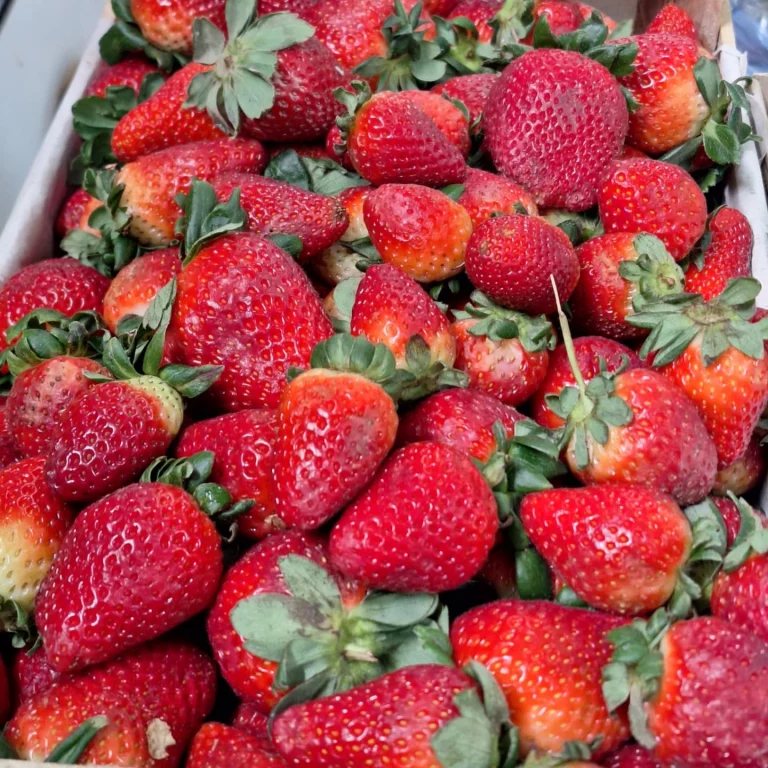 539880070 17865669930445089 1340906081575718345 n 768x768